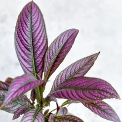 Strobilanthes Dyerianus - Persian Shield 9 Strobilanthes Dyerianus - Persian Shield -Ed's plant shop strobilanthes dyerianus persian shield 261768