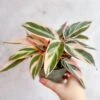 Stromanthe Sanguinea Triostar - Tri-Color Prayer Plant 2 Stromanthe Sanguinea Triostar - Tri-Color Prayer Plant -Ed's plant shop stromanthe sanguinea triostar tri color prayer plant various sizes 298016