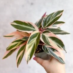 Stromanthe Sanguinea Triostar - Tri-Color Prayer Plant -Ed's plant shop stromanthe sanguinea triostar tri color prayer plant various sizes 503713