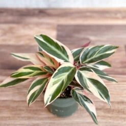 Stromanthe Sanguinea Triostar - Tri-Color Prayer Plant -Ed's plant shop stromanthe sanguinea triostar tri color prayer plant various sizes 571848
