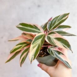 Stromanthe Sanguinea Triostar - Tri-Color Prayer Plant -Ed's plant shop stromanthe sanguinea triostar tri color prayer plant various sizes 931861