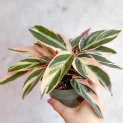 Stromanthe Sanguinea Triostar - Tri-Color Prayer Plant -Ed's plant shop stromanthe sanguinea triostar tri color prayer plant various sizes 992228