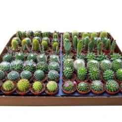 Surprise Cactus & Succulent Variety Pack 15 Surprise Cactus & Succulent Variety Pack -Ed's plant shop surprise cactus succulent variety pack 1082995