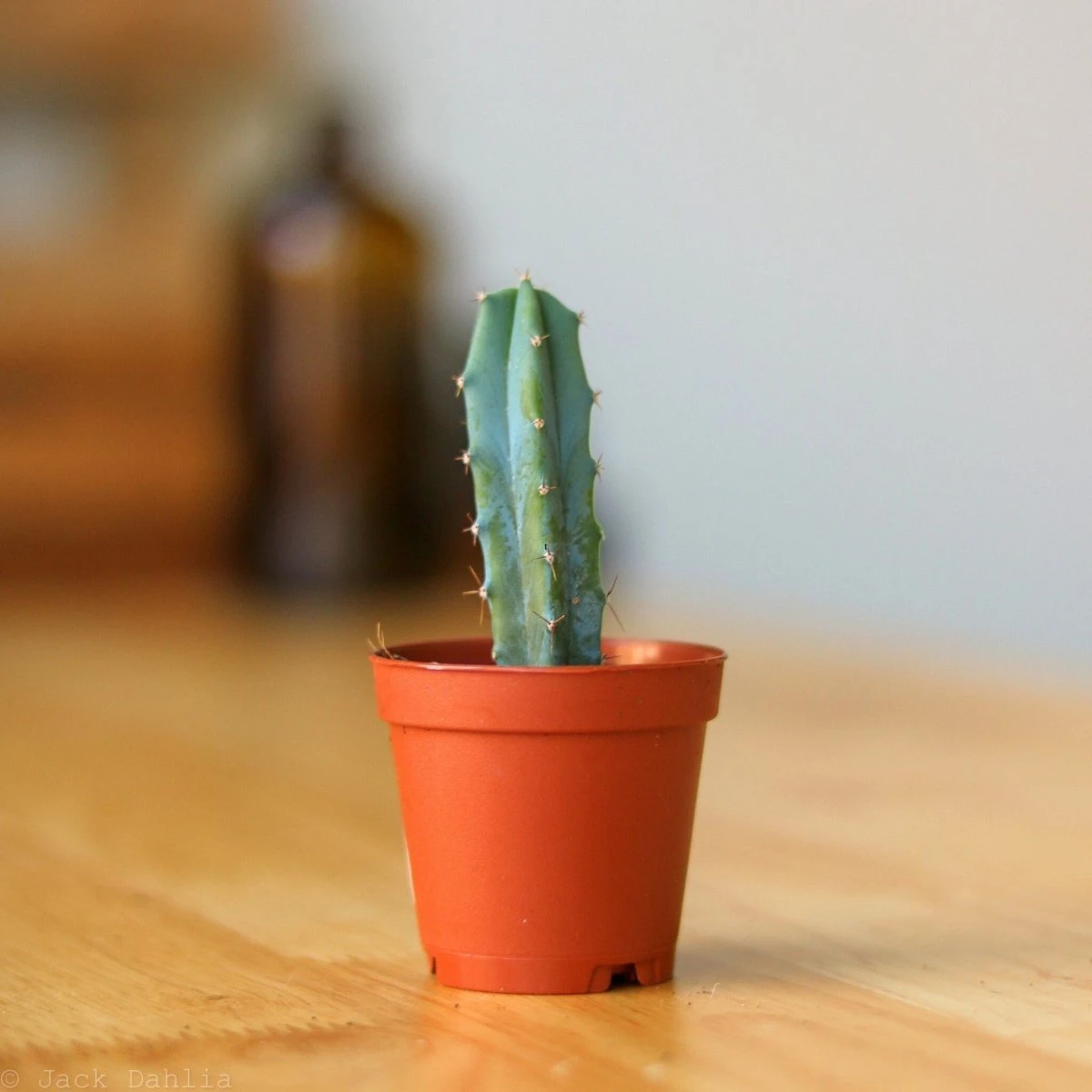 Surprise Cactus & Succulent Variety Pack 6 Surprise Cactus & Succulent Variety Pack - Image 4