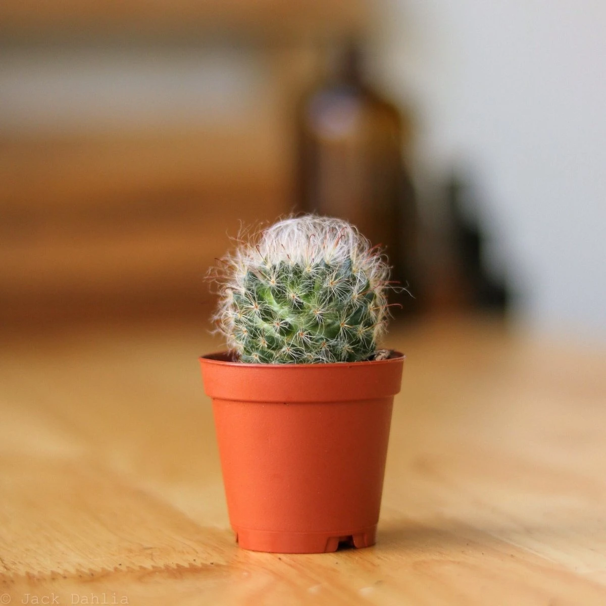 Surprise Cactus & Succulent Variety Pack 5 Surprise Cactus & Succulent Variety Pack - Image 3