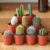 Surprise Cactus & Succulent Variety Pack -Ed's plant shop surprise cactus succulent variety pack various sizes 959364