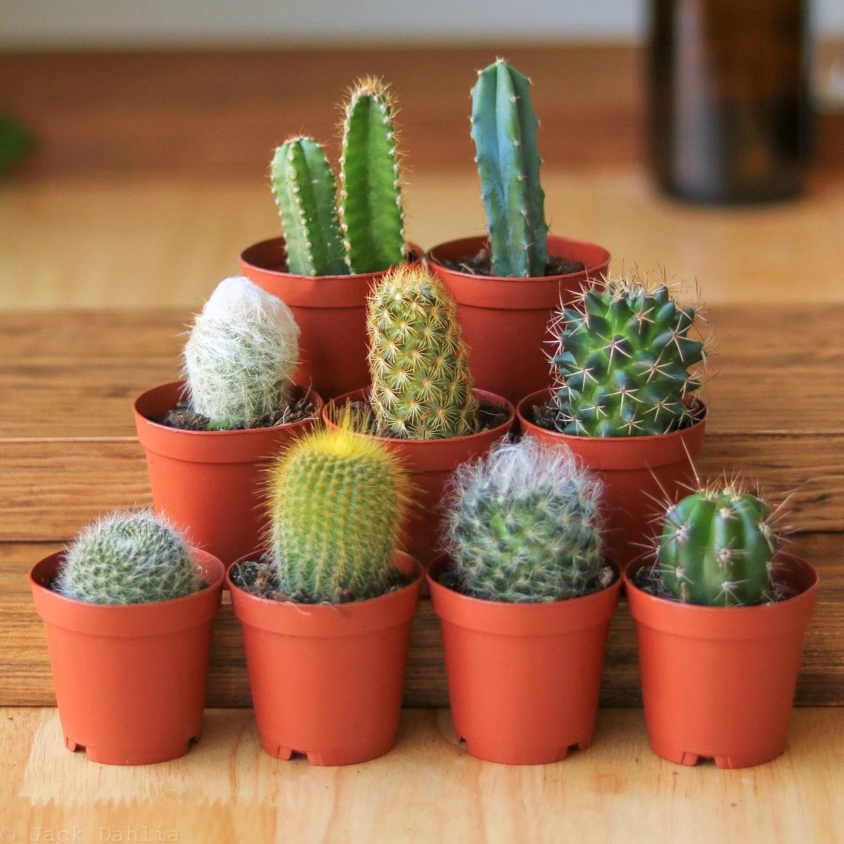 Surprise Cactus & Succulent Variety Pack 3 Surprise Cactus & Succulent Variety Pack