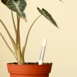 Sustee Aquameter – White | Soil Moisture Sensor For Potted Plants -Ed's plant shop sustee aquameter white 115392