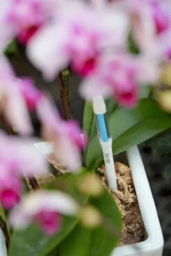 Sustee Aquameter – White | Soil Moisture Sensor For Potted Plants -Ed's plant shop sustee aquameter white 194078