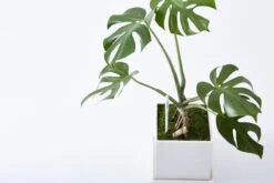 Sustee Aquameter – White | Soil Moisture Sensor For Potted Plants -Ed's plant shop sustee aquameter white 828148