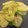 Syngonium ‘Chiffon Allusion’ — Soft Chartreuse Leaves With Pink Veins -Ed's plant shop syngonium chiffon allusion soft chartreuse leaves with pink veins 5696455