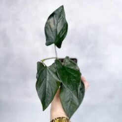 Syngonium Erythrophyllum "Llano-Carti Road" -Ed's plant shop syngonium erythrophyllum llano carti road 183825