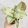 Syngonium 'Milk Confetti' - Variegated Arrowhead -Ed's plant shop syngonium milk confetti 45 inch 334067