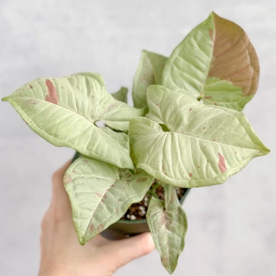 Syngonium 'Milk Confetti' - Variegated Arrowhead 3 Syngonium 'Milk Confetti' - Variegated Arrowhead
