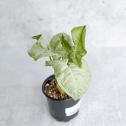 Syngonium 'Milk Confetti' - Variegated Arrowhead 9 Syngonium 'Milk Confetti' - Variegated Arrowhead -Ed's plant shop syngonium milk confetti 45 inch 947762