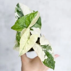 Syngonium Podophyllum Albo - Rare Arrowhead Plant -Ed's plant shop syngonium podophyllum albo rare arrowhead plant 25 inch 589214