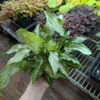 Syngonium Podophyllum 'Three Kings' Arrowhead Plant -Ed's plant shop syngonium podophyllum three kings three kings arrowhead plant 625833