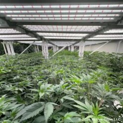 T5 HO Ballast Bypass 4FT LED Grow Lamp (54W Eqv.) – Sun White Pro Spectrum -Ed's plant shop t5 ho ballast bypass 4ft led grow lamp 54w eqv sun white pro spectrum 130404