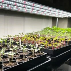 T5 HO Ballast Bypass 4FT LED Grow Lamp (54W Eqv.) – Sun White Pro Spectrum -Ed's plant shop t5 ho ballast bypass 4ft led grow lamp 54w eqv sun white pro spectrum 496638