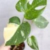 Thai Constellation Monstera - Rare Monstera -Ed's plant shop thai constellation monstera rare monstera 4 inch 495581