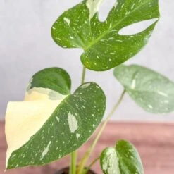 Thai Constellation Monstera - Rare Monstera -Ed's plant shop thai constellation monstera rare monstera 4 inch 610739
