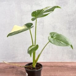 Thai Constellation Monstera - Rare Monstera -Ed's plant shop thai constellation monstera rare monstera 4 inch 910744