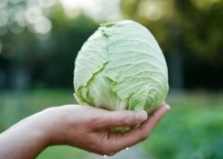 The Explorer: Rooted In America Heirloom Seed Collection – 6 Historic Varieties -Ed's plant shop the explorer rooted in america seed collection 1356723