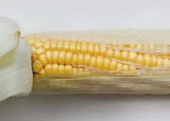 The Explorer: Rooted In America Heirloom Seed Collection – 6 Historic Varieties -Ed's plant shop the explorer rooted in america seed collection 2093384