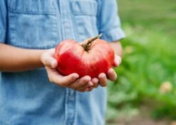 The Explorer: Rooted In America Heirloom Seed Collection – 6 Historic Varieties -Ed's plant shop the explorer rooted in america seed collection 3403592