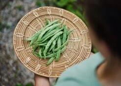 The Explorer: Rooted In America Heirloom Seed Collection – 6 Historic Varieties -Ed's plant shop the explorer rooted in america seed collection 9332534