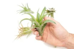 Tillandsia Abdita Brachycaulos Air Plants -Set Of 10, 20 Or 30 -Ed's plant shop tillandsia abdita brachycaulos air plants set of 10 20 or 30 60 off 2262263