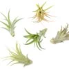 Tillandsia Abdita Brachycaulos Air Plants -Set Of 10, 20 Or 30 -Ed's plant shop tillandsia abdita brachycaulos air plants set of 10 20 or 30 60 off 4762715