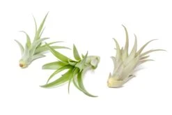 Tillandsia Abdita Brachycaulos Air Plants -Set Of 10, 20 Or 30 -Ed's plant shop tillandsia abdita brachycaulos air plants set of 10 20 or 30 60 off 9293662
