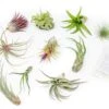 Tillandsia Air Plant Grab Bag Of 10 Plants + 1 Year Air Plant Fertilizer Pack -Ed's plant shop tillandsia air plant grab bag of 10 plants 1 year air plant fertilizer pack 1335397