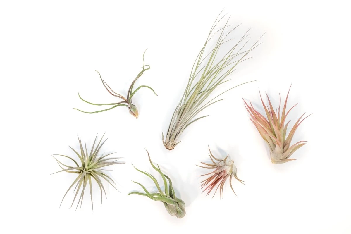 Tillandsia Air Plant Grab Bag Of 6 Plants + 1 Year Air Plant Fertilizer Pack 4 Tillandsia Air Plant Grab Bag Of 6 Plants + 1 Year Air Plant Fertilizer Pack - Image 2