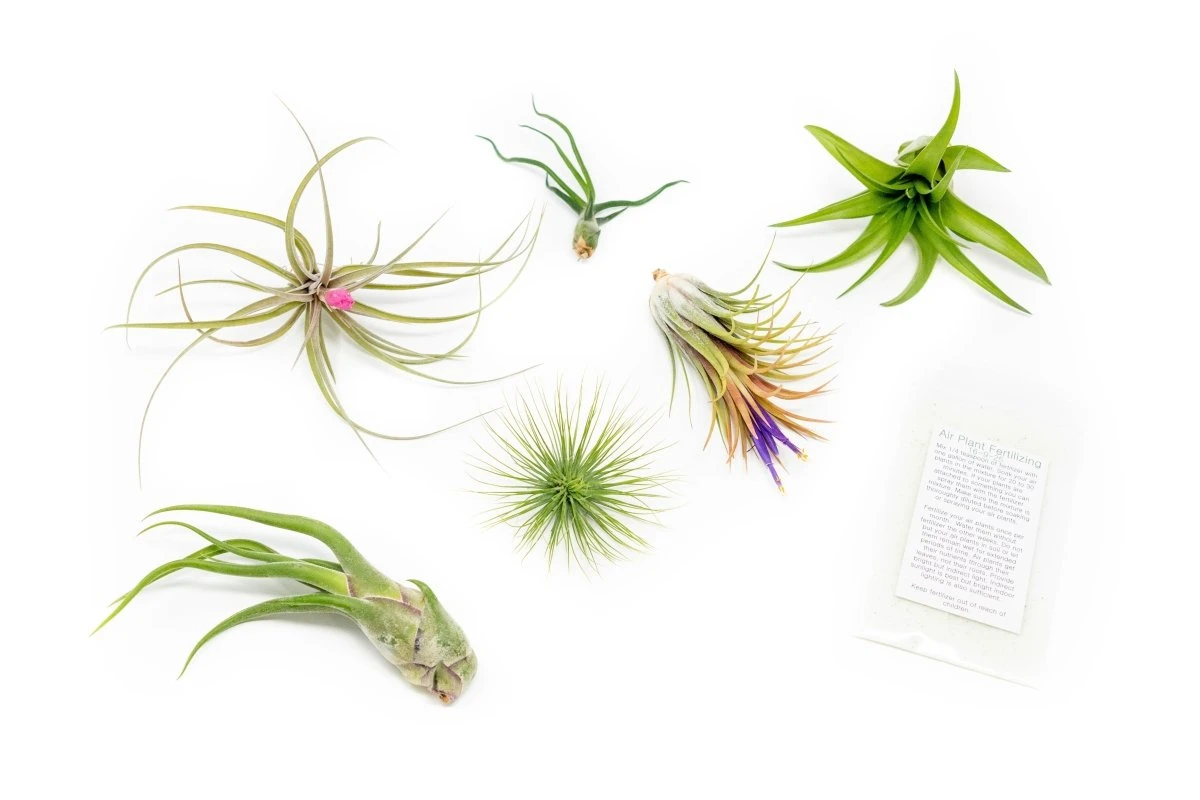 Tillandsia Air Plant Grab Bag Of 6 Plants + 1 Year Air Plant Fertilizer Pack 3 Tillandsia Air Plant Grab Bag Of 6 Plants + 1 Year Air Plant Fertilizer Pack
