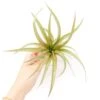 Tillandsia 'Capitata Red' Air Plants 2 Tillandsia 'Capitata Red' Air Plants -Ed's plant shop tillandsia capitata red air plants 1017464