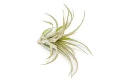 Tillandsia 'Capitata Red' Air Plants -Ed's plant shop tillandsia capitata red air plants 4122991
