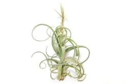 Tillandsia Curly Slim (T. Intermedia X T. Streptophylla) Air Plant -Ed's plant shop tillandsia curly slim t intermedia x t streptophylla air plant 4254081