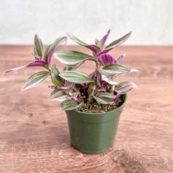 Tradescantia Bubblegum / Lilac 'Nanouk' -Ed's plant shop tradescantia nanouk bubblegum tradescantia 103632