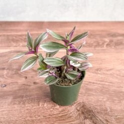 Tradescantia Bubblegum / Lilac 'Nanouk' -Ed's plant shop tradescantia nanouk bubblegum tradescantia 375855