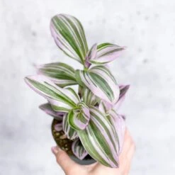 Tradescantia Bubblegum / Lilac 'Nanouk' -Ed's plant shop tradescantia nanouk bubblegum tradescantia various sizes 153919