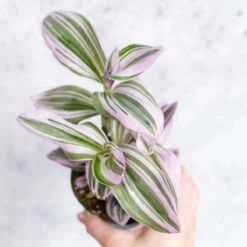 Tradescantia Bubblegum / Lilac 'Nanouk' -Ed's plant shop tradescantia nanouk bubblegum tradescantia various sizes 244857
