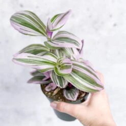 Tradescantia Bubblegum / Lilac 'Nanouk' -Ed's plant shop tradescantia nanouk bubblegum tradescantia various sizes 437997