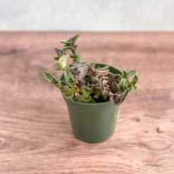 Tradescantia Navicularis - Chain Plant - 2.5 Inch -Ed's plant shop tradescantia navicularis chain plant 25 inch 721938