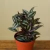 Tradescantia Zebrina 'Wandering Dude' -Ed's plant shop tradescantia zebrina wandering dude 295463