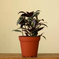 Tradescantia Zebrina 'Wandering Dude' -Ed's plant shop tradescantia zebrina wandering dude 384257