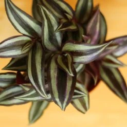 Tradescantia Zebrina 'Wandering Dude' -Ed's plant shop tradescantia zebrina wandering dude 744487