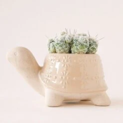 Turtle Ceramic Planter -Ed's plant shop turtle ceramic planter 716272