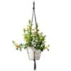 Universal Black Macramé Plant Hanger – Economical, Fits Most Pots -Ed's plant shop universal black macrame plant hanger economical fits most pots 5024878